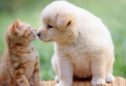 Rencontres entre chiens et chats thumbnail