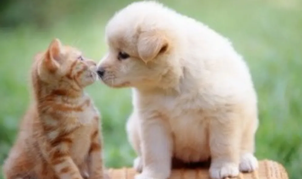 combats d'amour entre chats et chiens thumbnail