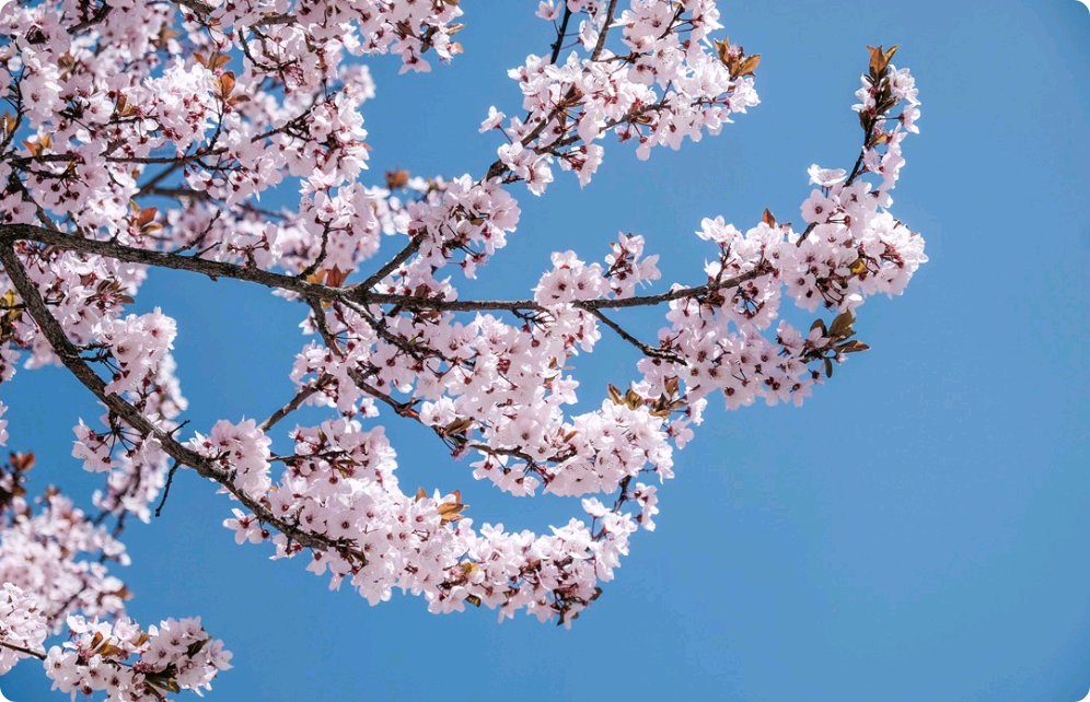 백목련 꽃 피는 날에 thumbnail