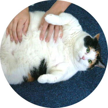 고바나나스 image