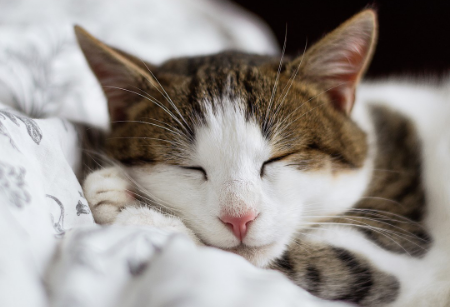 반인반수 thumbnail