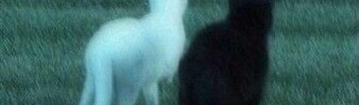 °•웨리에스테리아•° thumbnail