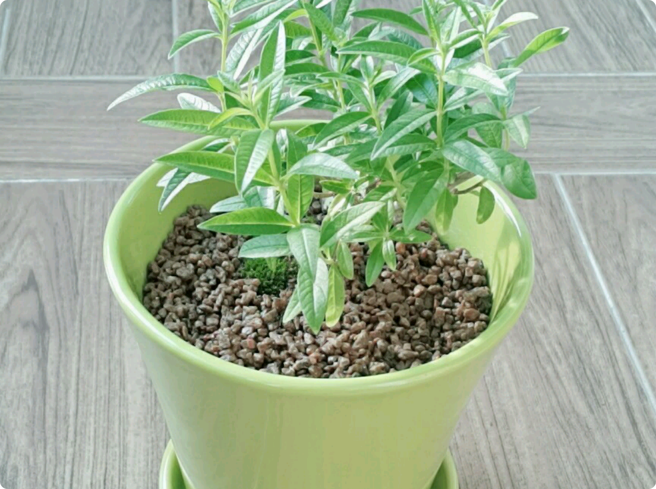 반인반수(식물) thumbnail