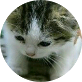 민지(냥이) image