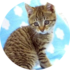 윤기(냥이) image