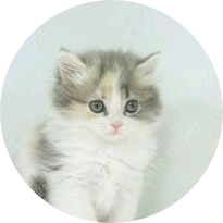 태형(냥이) image