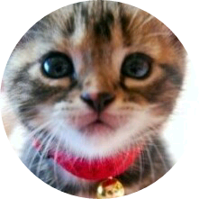 정국(냥이) image