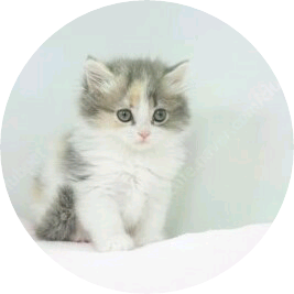 정국이(냥이) image