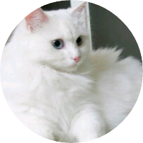 용선(고양이) image