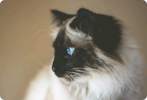 [T] 엉뚱발랄 고양이들 thumbnail