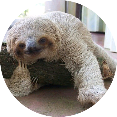 나무늘보(작가) image