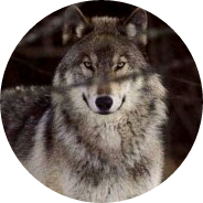 박 지민, 반인반수 image