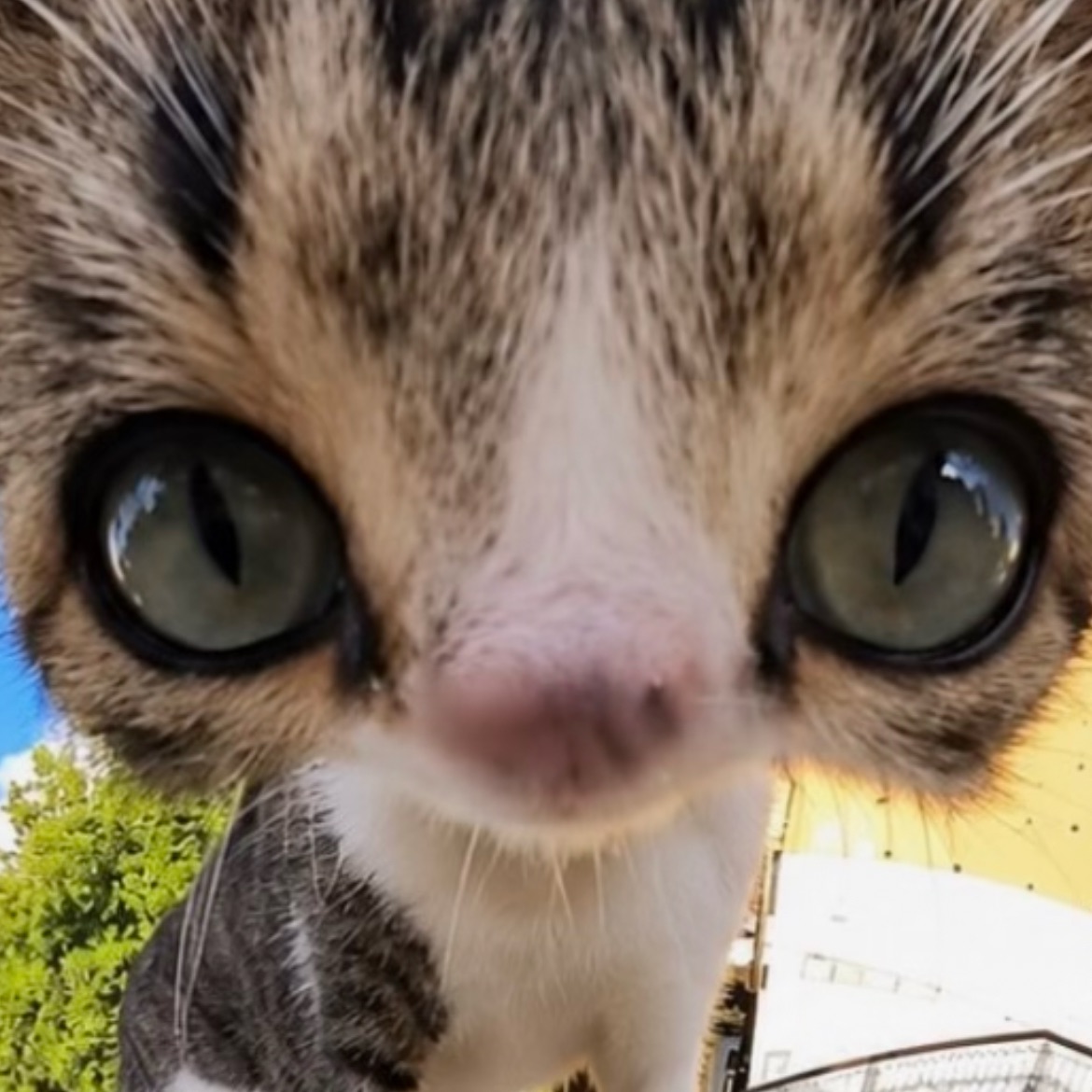 모아 (고양이) image