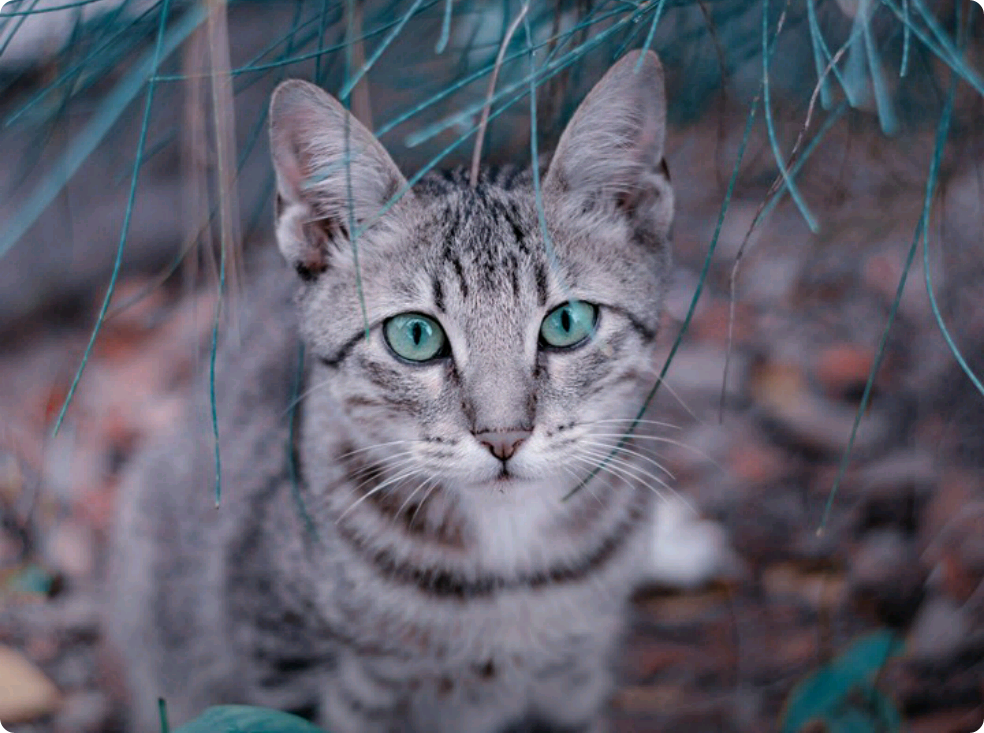 体別に魂別に thumbnail