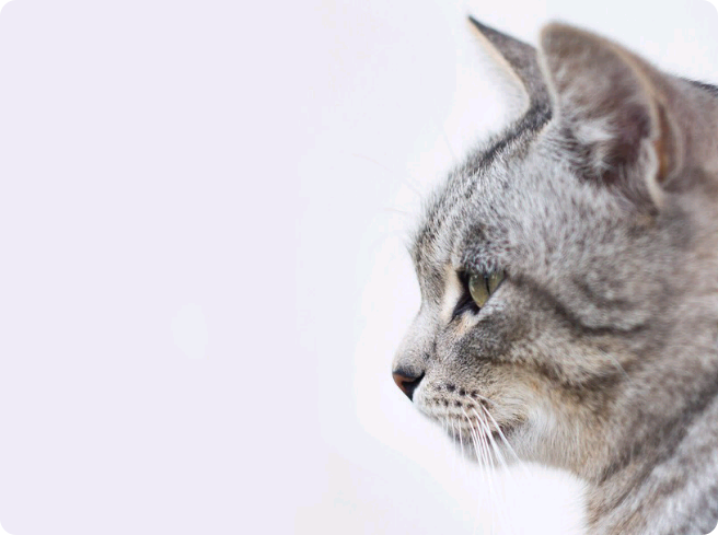 동물과 사람 thumbnail