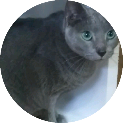 고양이(순영) image