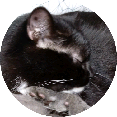 고양이(지훈) image