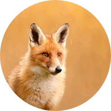 이여주(여우 image