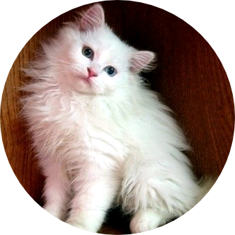 문준휘(고양이) image