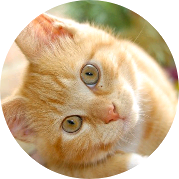 전원우(고양이) image