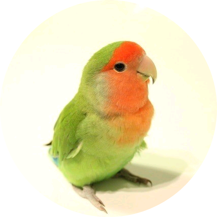 이찬(앵무새) image