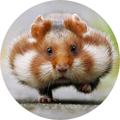 권순영(햄찌) image