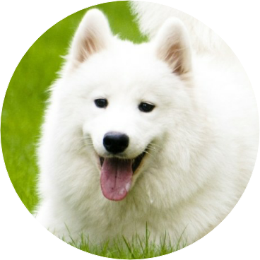 설 image