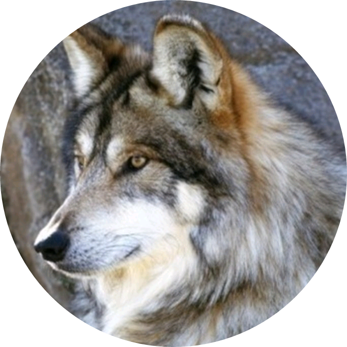 늑대(태형 image