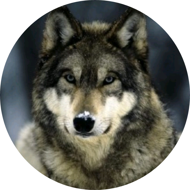 늑대(여주 image