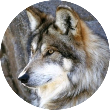 늑대 image