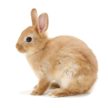 토끼(전정국) image