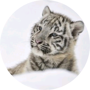 백호(민윤기 image