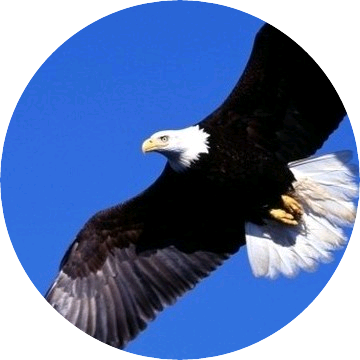 독수리(임현식) image