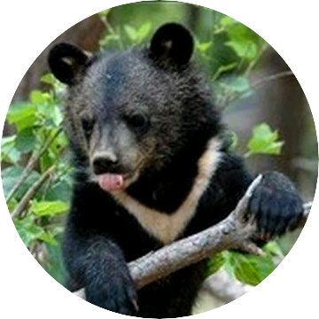 곰(김태형) image