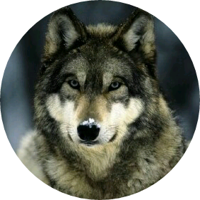 김태형 [ 늑대 ] image