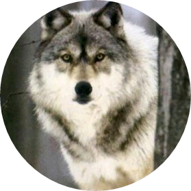 민윤기 [ 늑대 ] image