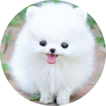 강아지 image
