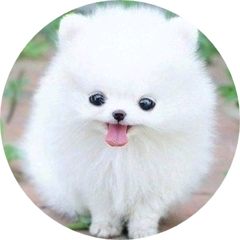 녤이 image