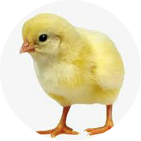 병아리 image
