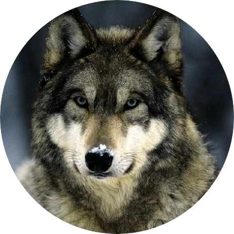 늑대 image