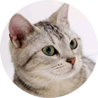 고양이 image