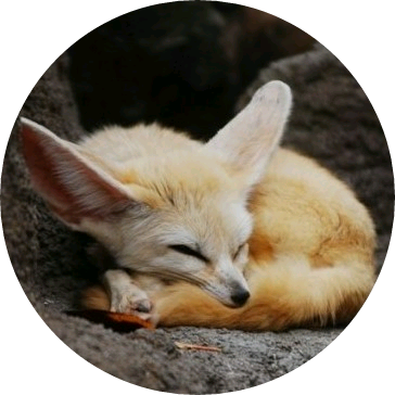 알수없는 사막여우 image