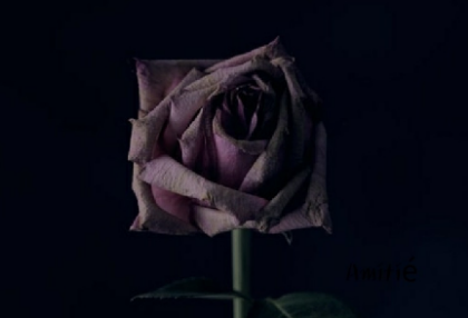 （短篇小说）花之传说 thumbnail