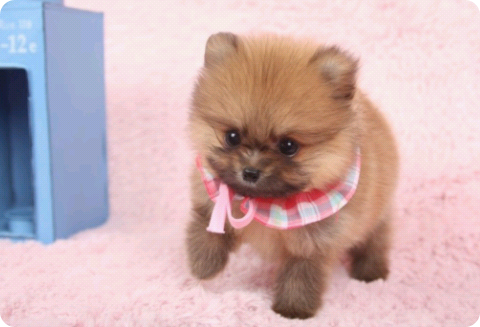 내여친은 강아지 thumbnail