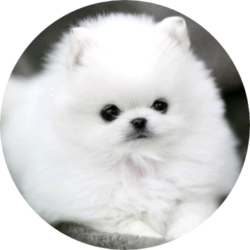 강아지 image