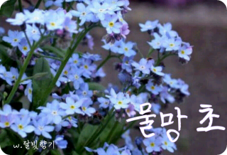 [Forget-me-not] _Don't forget me._ thumbnail