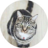 김태형 이긴 길냥이 image