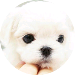 블루(다니엘) image