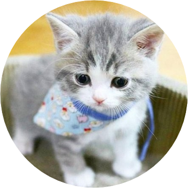고양이 명호 image