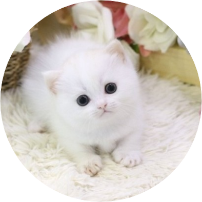 혁이/ 고양이 image